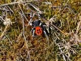 Lentevuurspin / Ladybird Spider