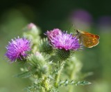 Groot Dikkopje / Large Skipper