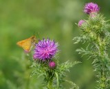 Groot Dikkopje / Large Skipper