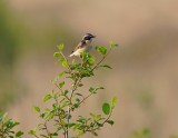 Paapje / Whinchat