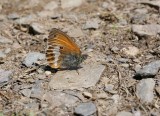 :: Tweekleurig Hooibeestje / Pearly Heath ::