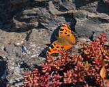 :: Grote Vos / Large Tortoiseshell ::