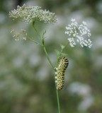 :: Koninginnenpage / Common Yellow Swallowtail ::