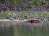 Europese Bever / European Beaver