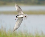 Witwangstern / Whiskered Tern