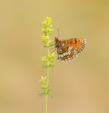 Westelijke Parelmoervlinder / Meadow Fritillary