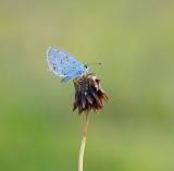 Staartblauwtje / Short-tailed Blue