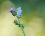 Staartblauwtje / Short-tailed Blue