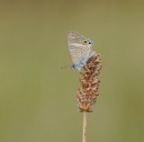 Tijgerblauwtje / Long-tailed Blue