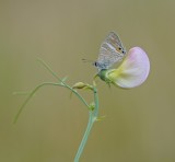 Tijgerblauwtje / Long-tailed Blue
