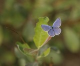 :: Staartblauwtje / Short-tailed Blue ::