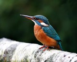IJsvogel / Common Kingfisher