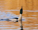 Grote Zaagbek / Goosander