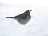 Zwartkeellijster - Black-throated Thrush