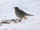 Zwartkeellijster - Black-throated Thrush