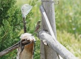 Draaihals / Eurasian Wryneck