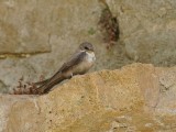 Rotszwaluw / Eurasian Crag Martin