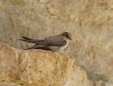 Rotszwaluw / Eurasian Crag Martin