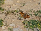 Argusvlinder / Wall Brown