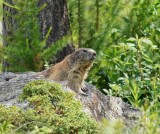 Alpenmarmot / Alpine Marmot