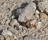Heremietkreeft / Hermit Lobster