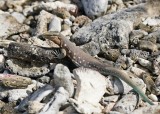 Laurents Whiptail