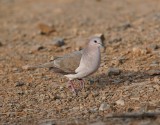 Verreaux Duif / White-tipped Dove