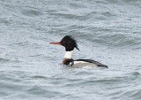 Middelste Zaagbek / Red-breasted Merganser