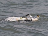 Eider / Common Eider