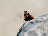 Atalanta / Red Admiral