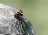 Atalanta / Red Admiral