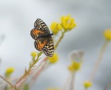 Tweekleurige Parelmoervlinder / Spotted Fritillary