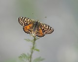 Tweekleurige Parelmoervlinder / Spotted Fritillary