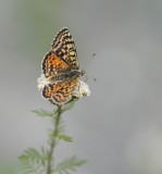 Tweekleurige Parelmoervlinder / Spotted Fritillary