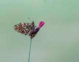 Titanias Parelmoervlinder / Titanias Fritillary