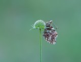 Titanias Parelmoervlinder / Titanias Fritillary