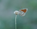 Tweekleurige Parelmoervlinder / Spotted Fritillary