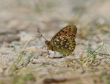 Grote Parelmoervlinder / Dark Green Fritillary