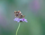 Titanias Parelmoervlinder / Titanias Fritillary