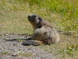 Alpenmarmot / Alpine Marmot
