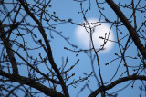 Trees, Shrubs, Seeds, Grasses and Fruits