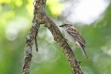 Perching, Song and Other Birds