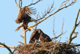 What a Growing Eaglet Needs