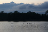 Geese Across the Lake