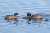 Couple of Coots