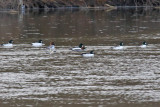 January Ducks