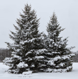 Evergreens in White