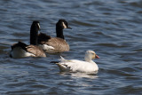Goose and Geese