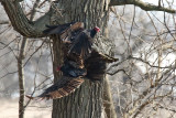 Turkey Vulture Tussle