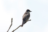 Waiting Above the Marsh